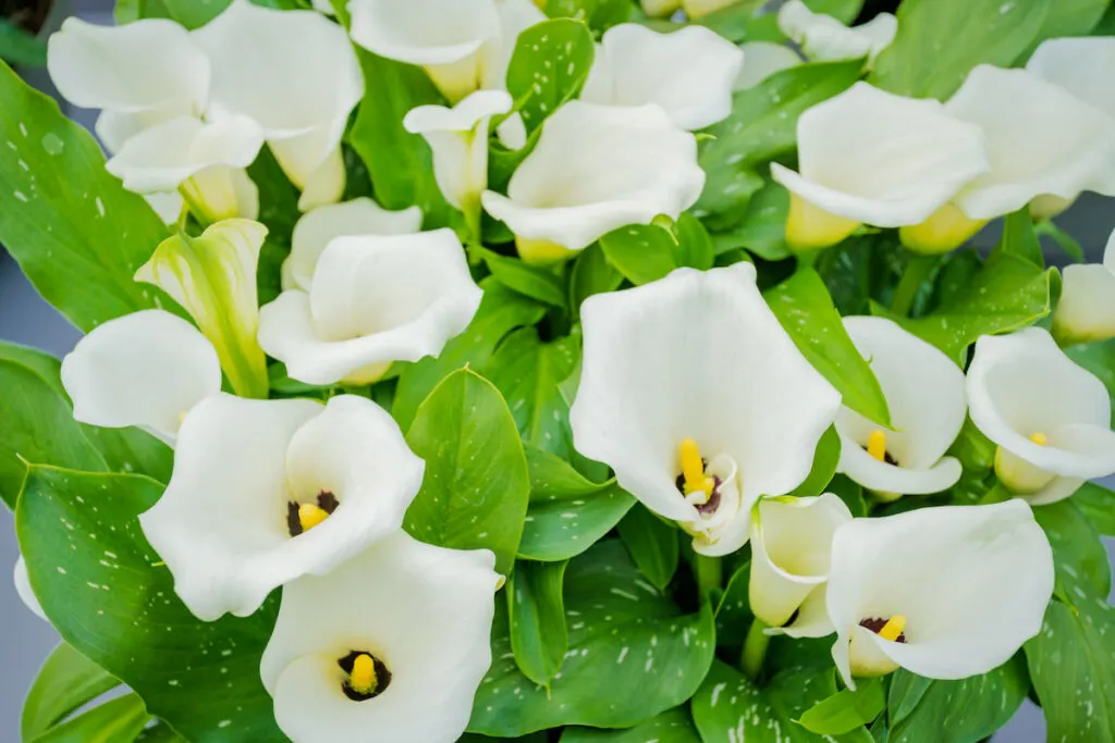 white calla lilies in the garden