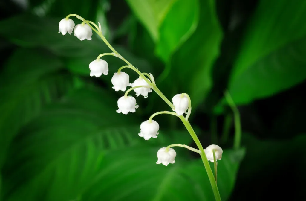 white lily of the valley outdoors