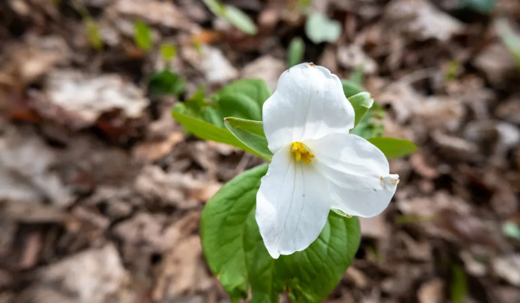 white trillium with dry soil and leaves in the background