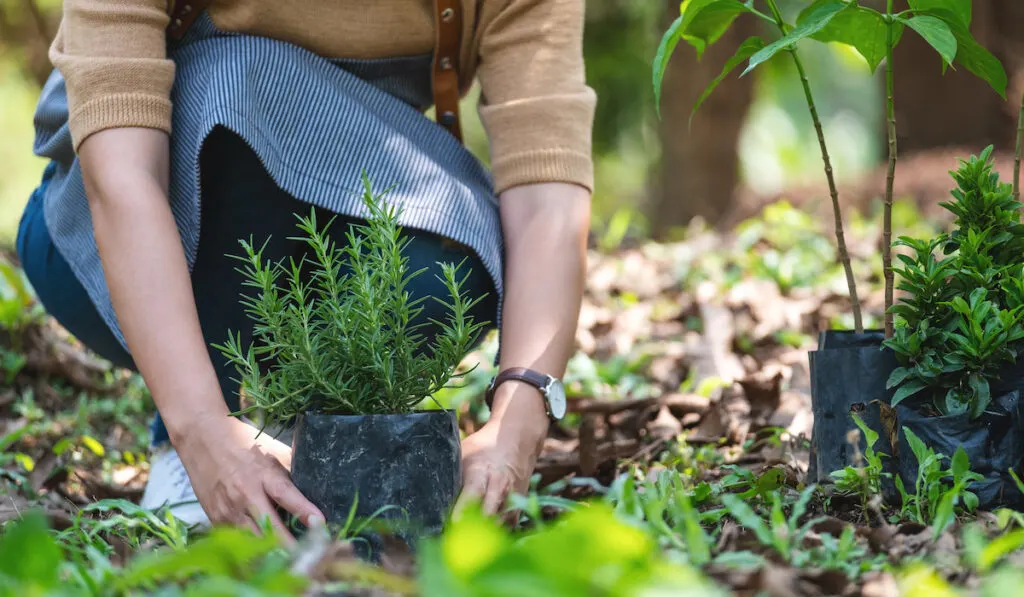 woman preparing to plant rosemary tree for home gardening concept