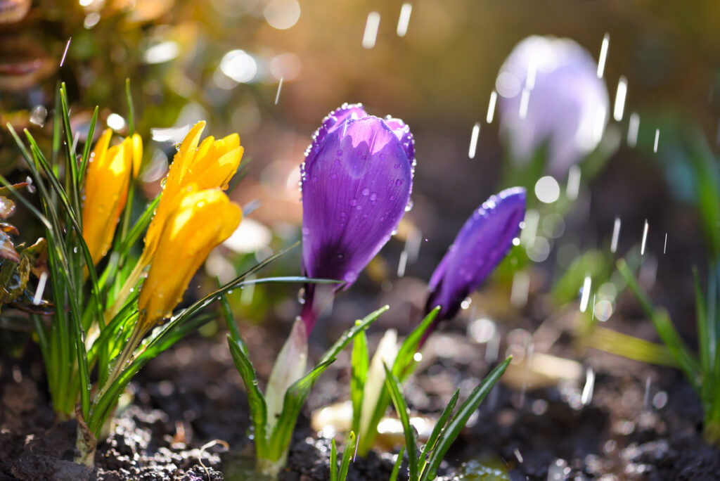 yellow and purple Crocus flowers blooming under sun and shower