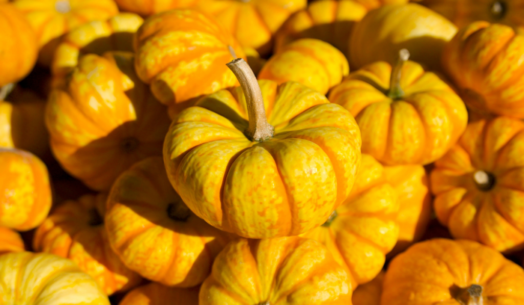 yellow-orange Blaze pumpkin