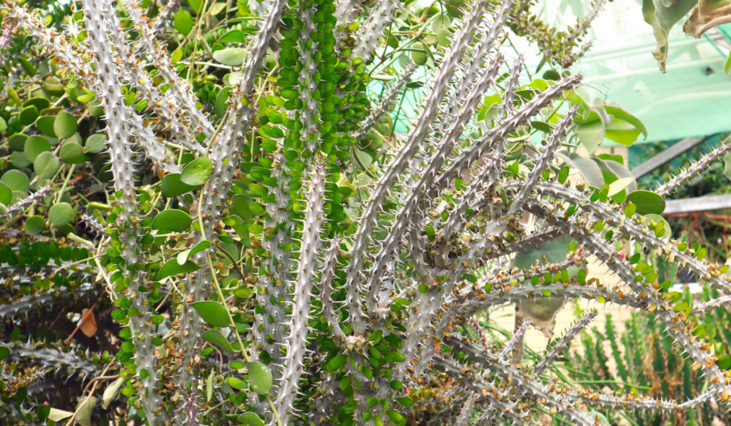 Alluaudia procera cactus -deciduous succulent plant from Madagascar
