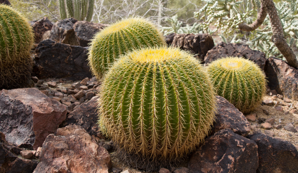 Barrel Cactus in southern Arizona
