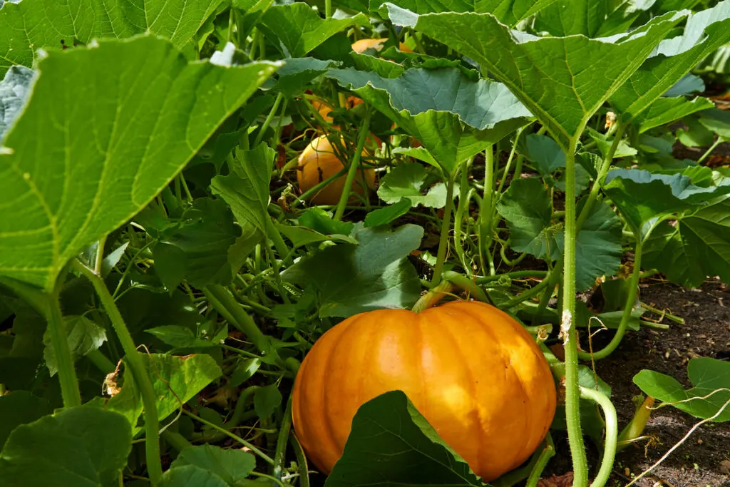 Big orange pumpkin growing in the garden

