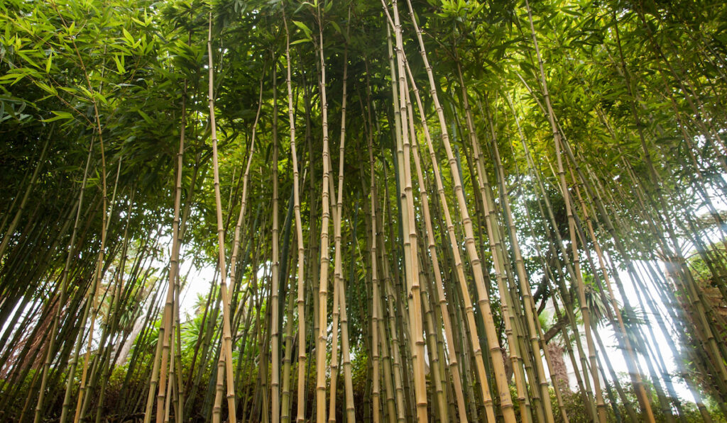 Chusquea culeou also known as Chilean Bamboo in the forest