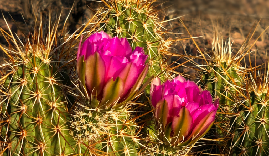 Close up of Strawbery Hedgehog cactus flower.
