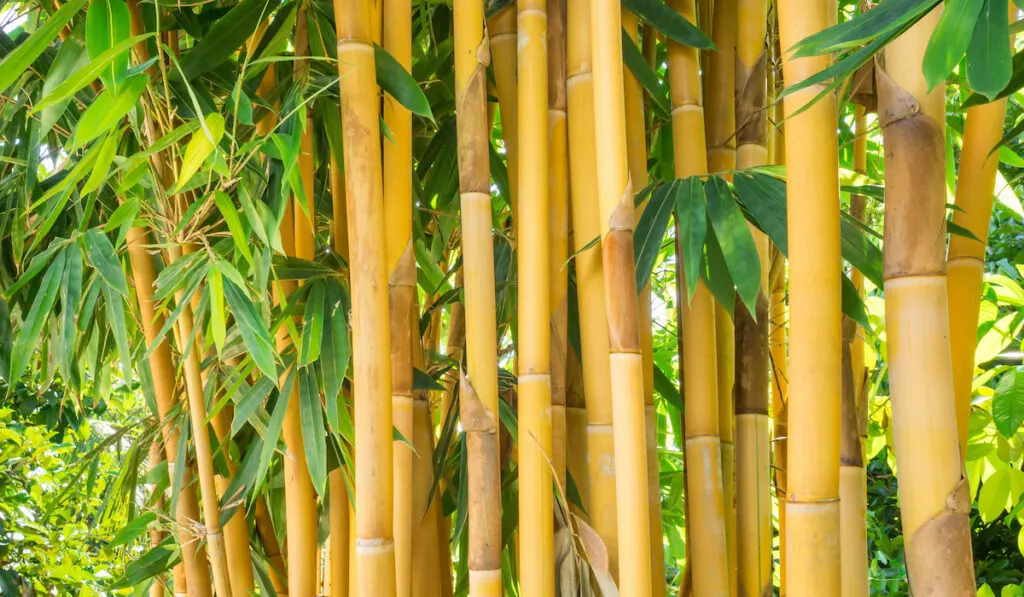 Cluster of bambusa vulgaris also known as Painted Bamboo 