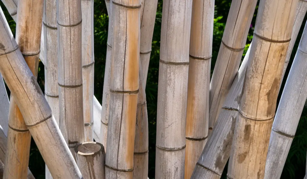 Giant Timber Bamboo in the forest