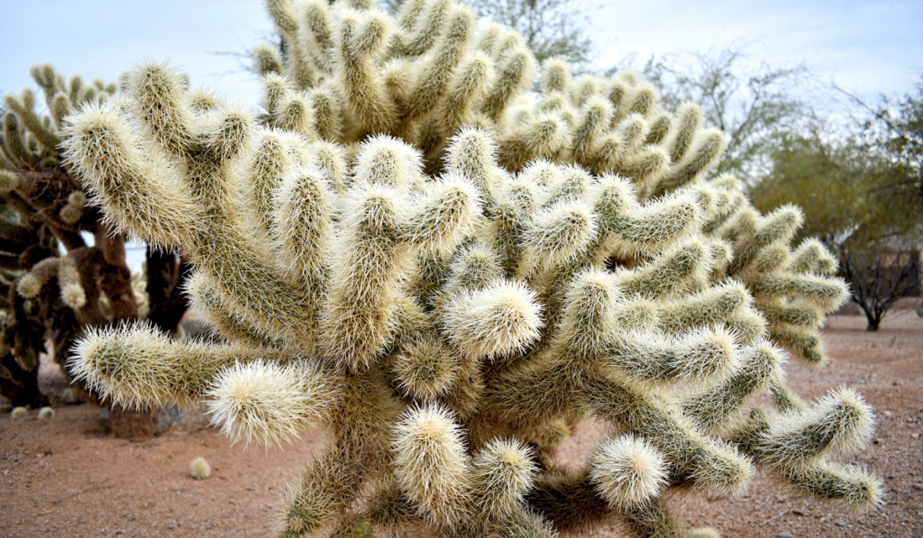 Jumping cholla cactus in desert garden
