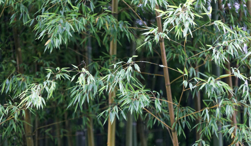 Leaves and steams of moso bamboo plants, Phyllostachys edulis