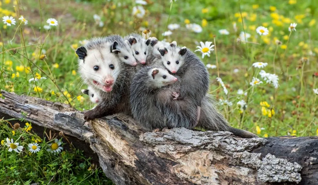 Opossum or Possum Mother with Joeys riding on her Back
