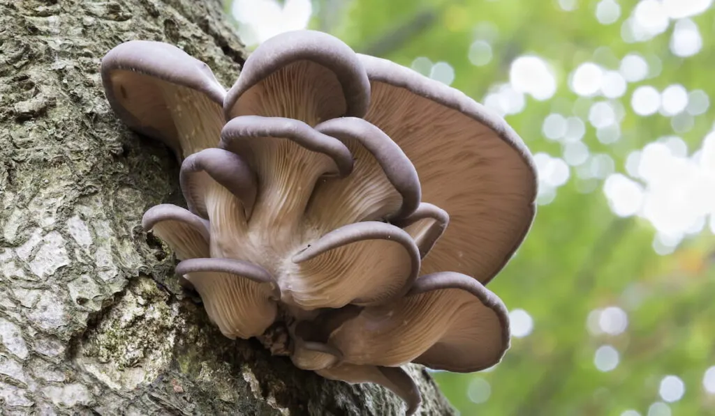Oyster mushroom 