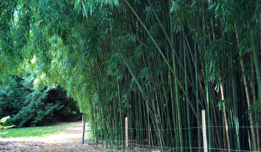 Phyllostachys viridiglaucescens also known as Green-Glaucous Bamboo