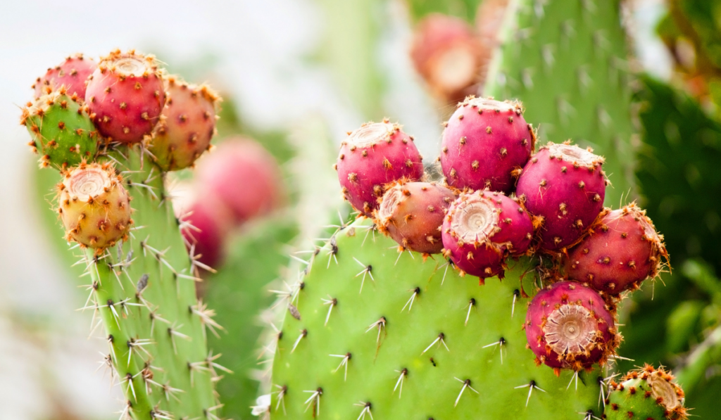 Prickly pear cactus close up with fruit in red color, cactus spines.
