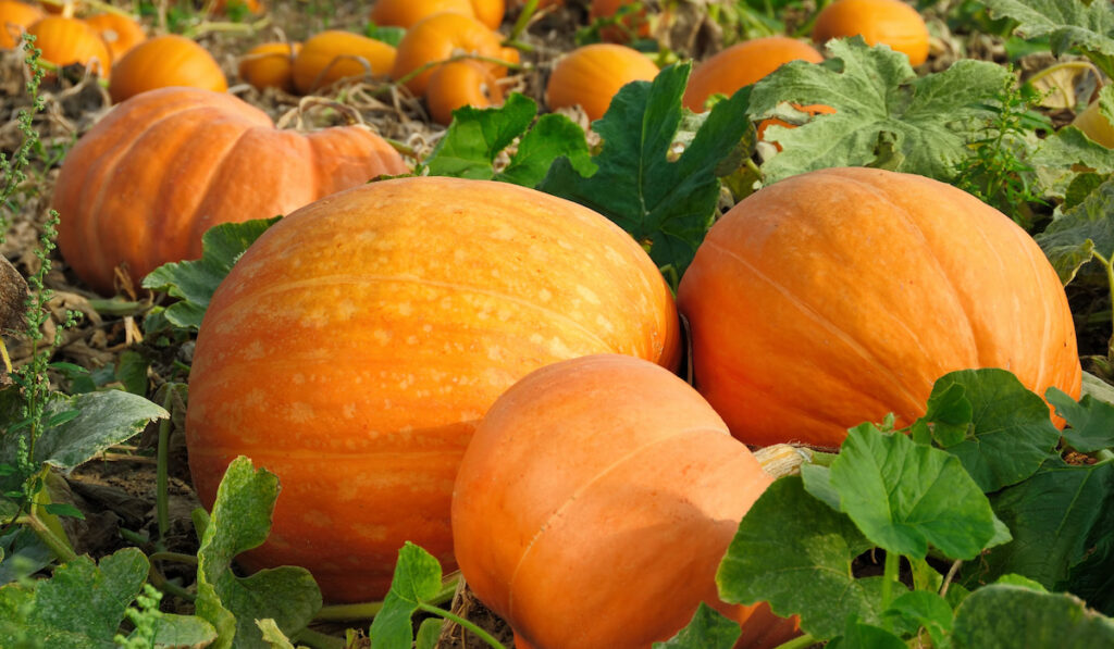 Pumpkin plants with rich harvest on a field ready to be harvested
