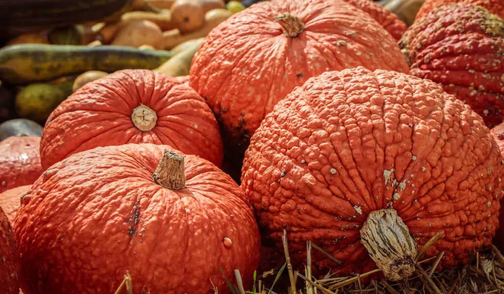 Red Warty Thing squashes (Cucurbita maxima) laying on straw