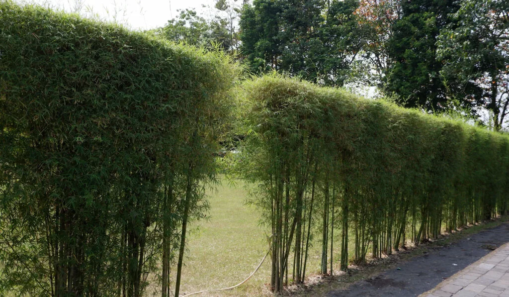 Row of Japanese bamboo or Pseudosasa japonica in the park