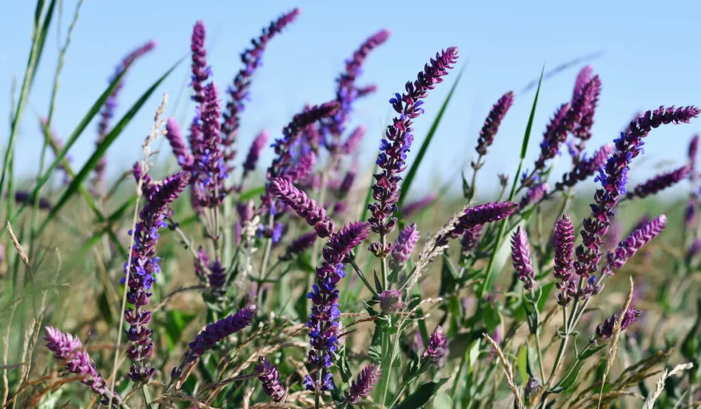 Salvia flowers 