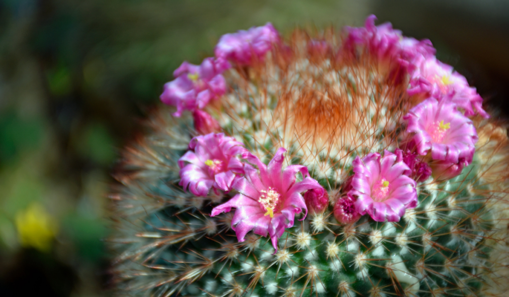 Spiny Pin-Cushion Cactus from Central Mexico
