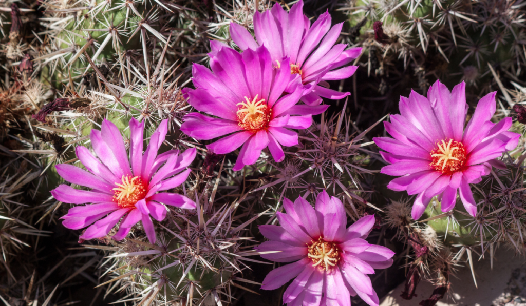 Strawberry Hedgehog Cactus showing pink flowers and sharp needles.
