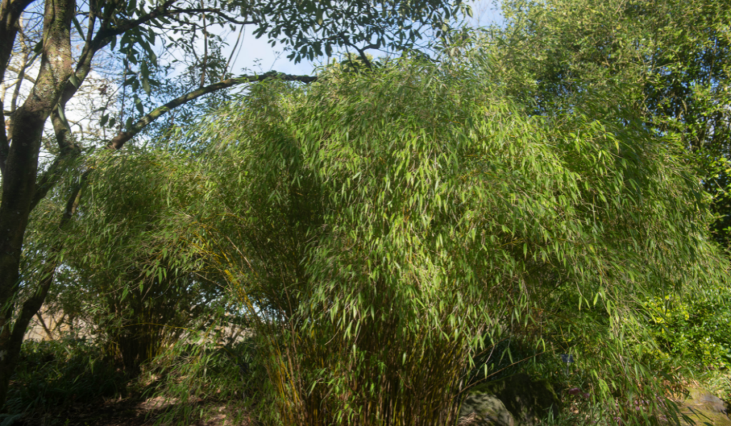 Winter Foliage of a Dwarf Ornamental Umbrella Bamboo Plant 