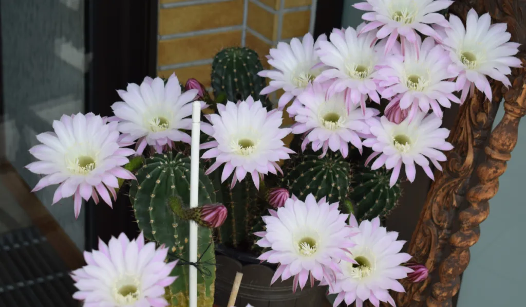blooming cactus 'queen of the night'
