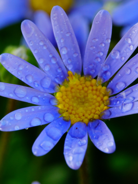 Blue daisy flowers in the garden- ee230713