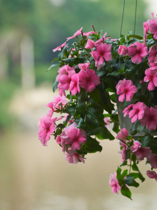 pink beautiful flowers in a hanging basket