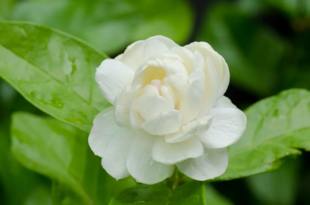 pretty white Arabian Jasmine flower in the garden
