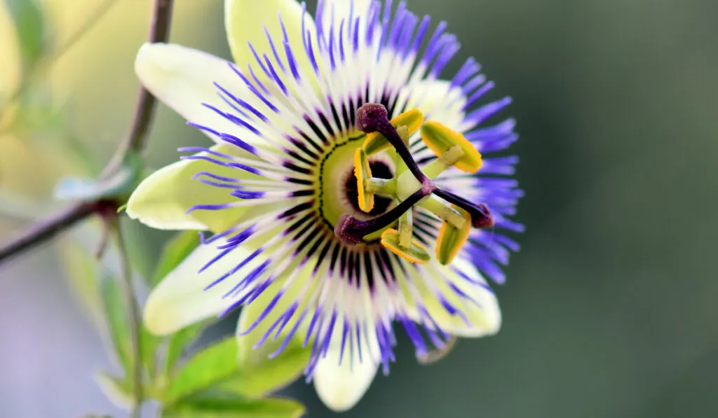 Beautiful passion flower in the garden

