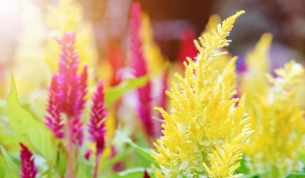 Beautiful yellow flower of Celosia Argentea, in the garden