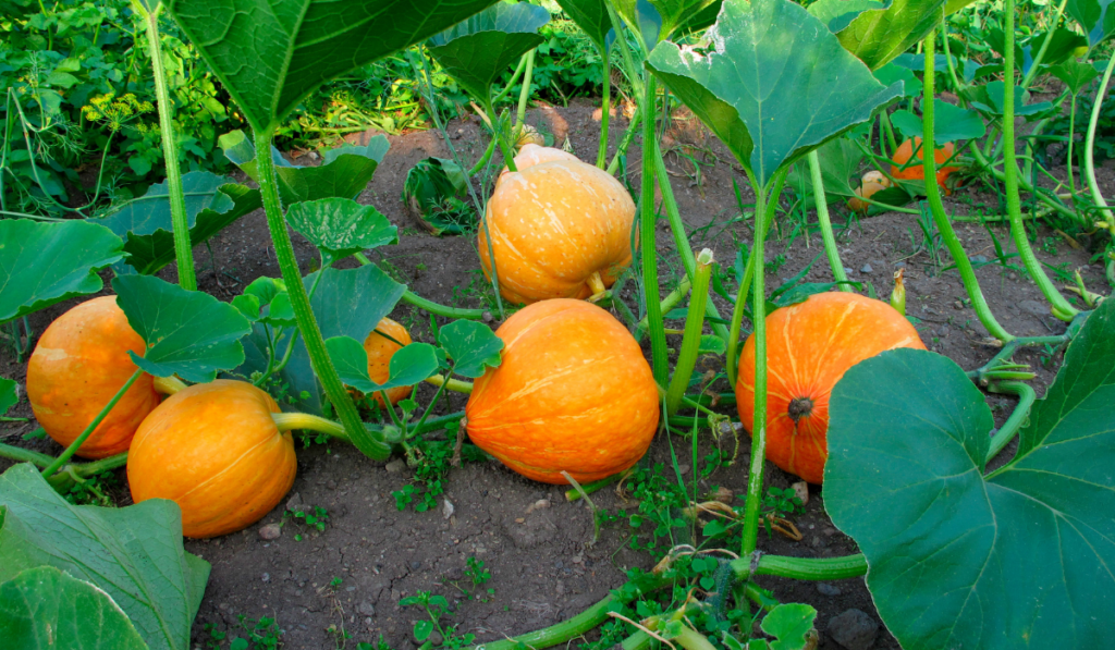 Big orange pumpkins growing in the garden
