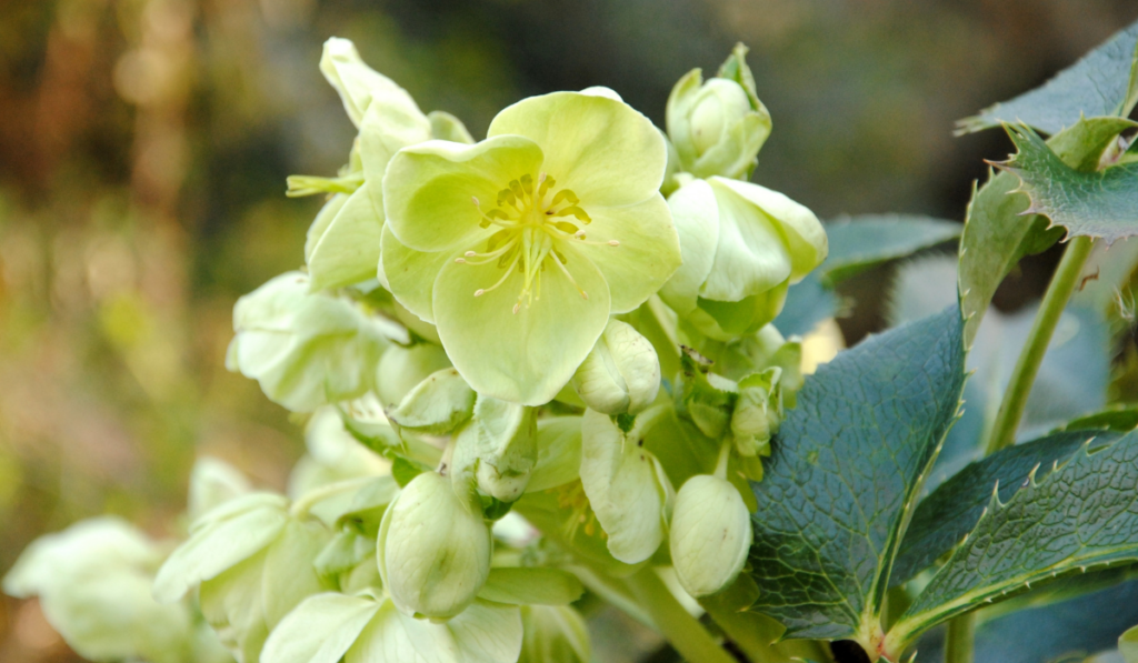 Close up of a cluster of yellowish-green flowers of the holly-leaved hellebore