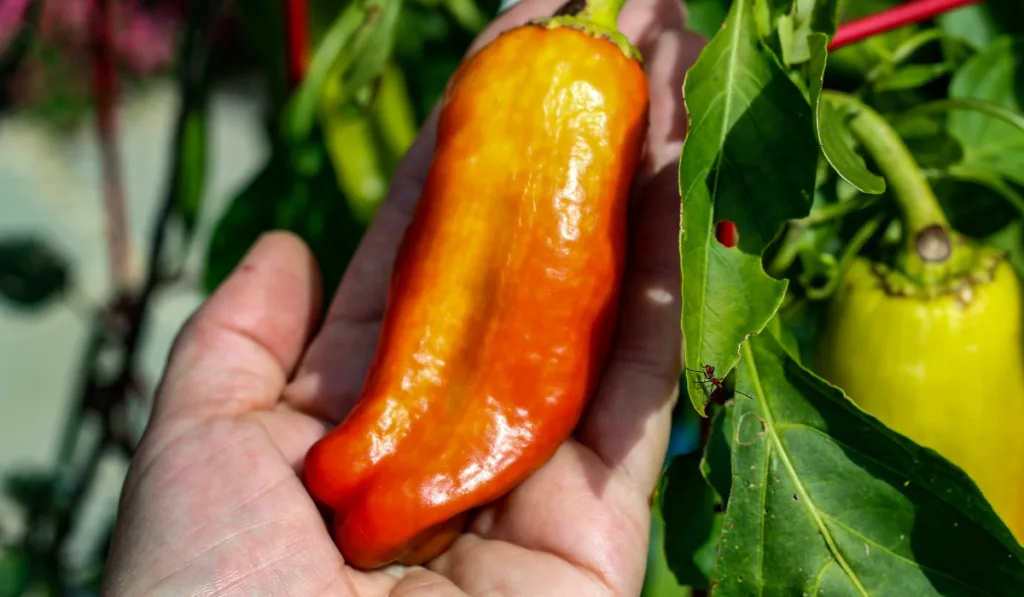 Closeup of a hand cupping a Cubanelle pepper