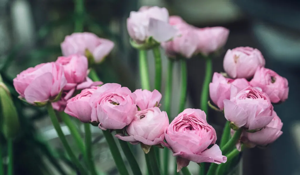 Cluster of pink Persian buttercup flowers blooming in the garden
