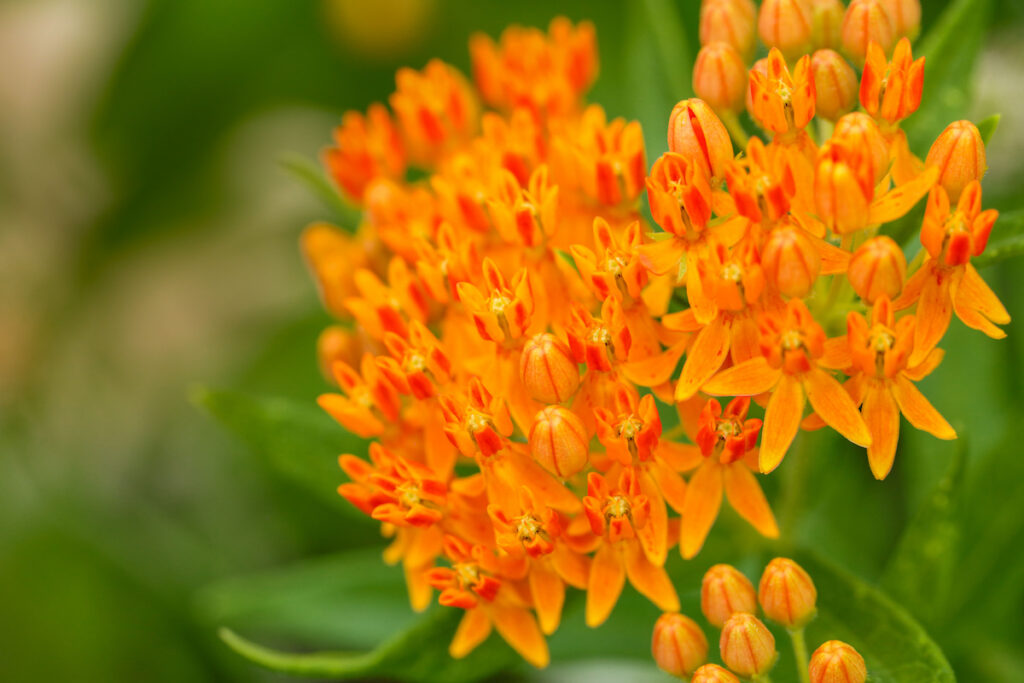 Flower of Asclepias tuberosa, also known as butterfly weed on blurry background