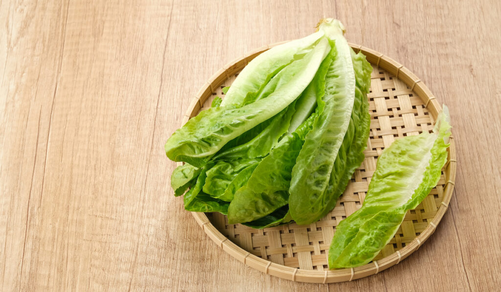 Fresh green romaine lettuce on a wooden background