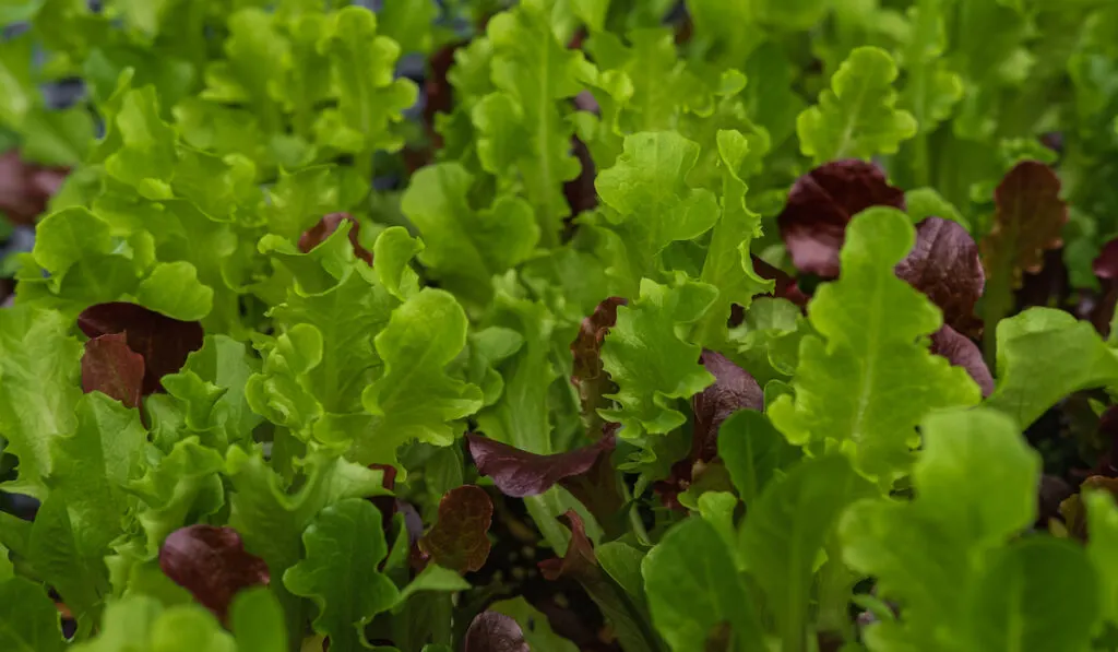 Fresh lettuce crop leaves variety in farm garden. Lettuce different varieties