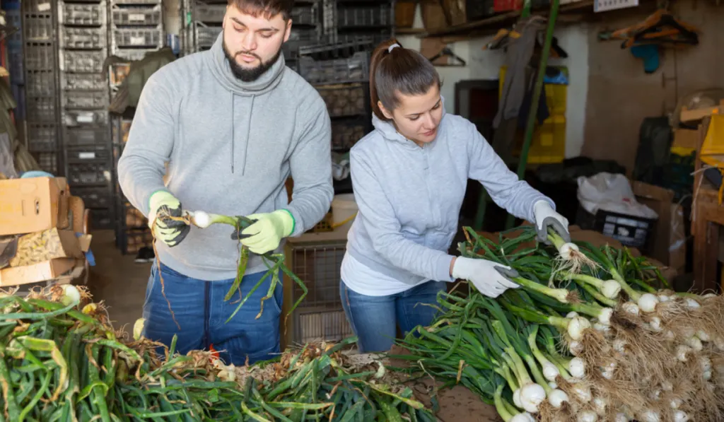 Man and woman sort green onions in vegetable store  