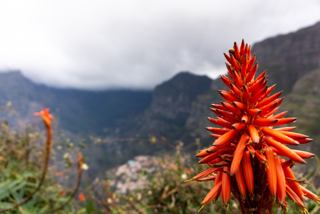 Mountain Aloe flower against mountain background