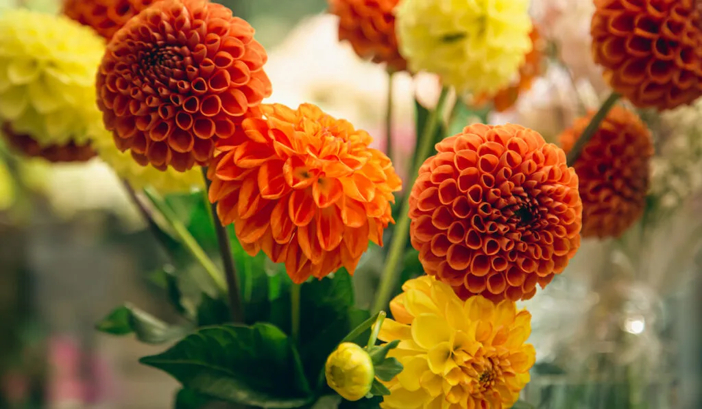Orange and yellow dahlias flowers on a blurred background
