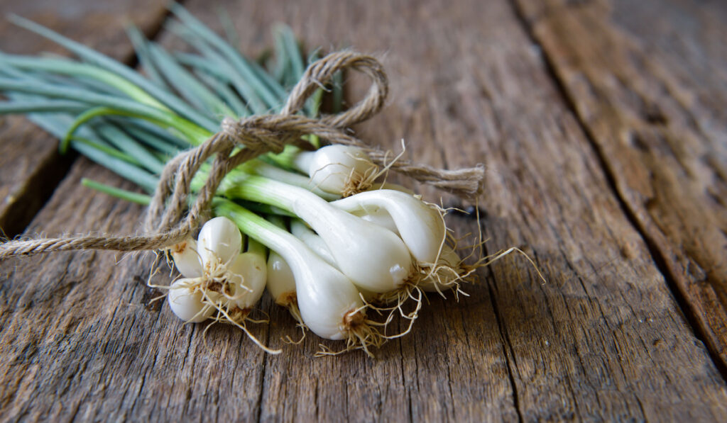 Pile of fresh spring onion on wooden table
