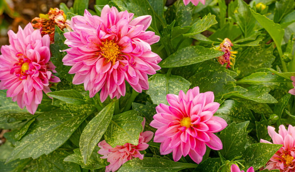Pink Dahlias blossoming in the garden