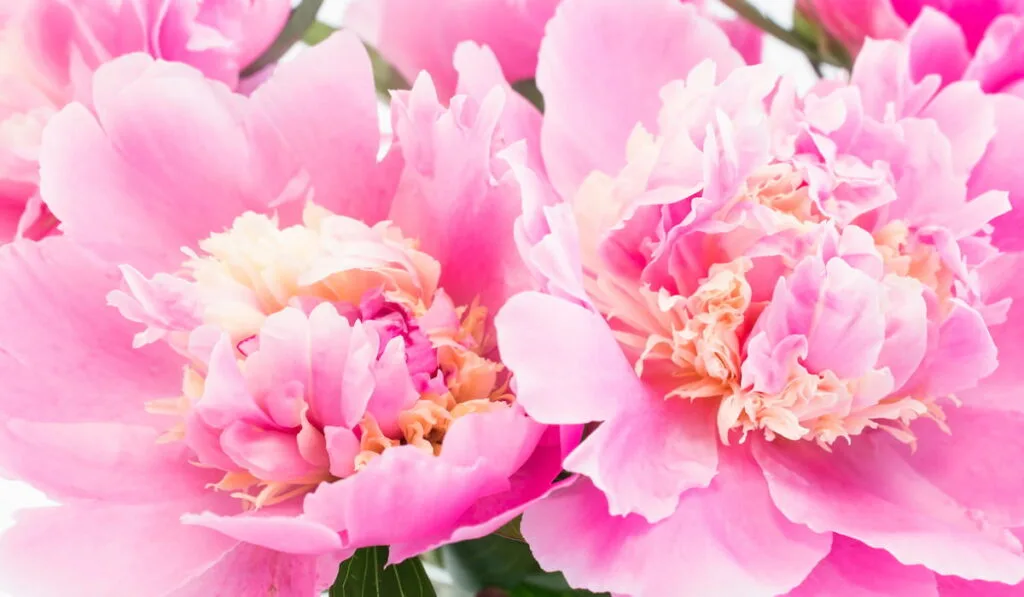Blossoming Pink Peonies 