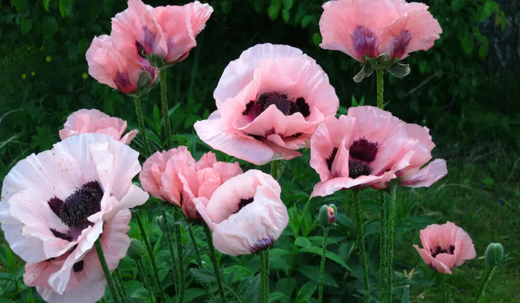 Pink oriental poppy (Papaver orientale) blooms in the garden 