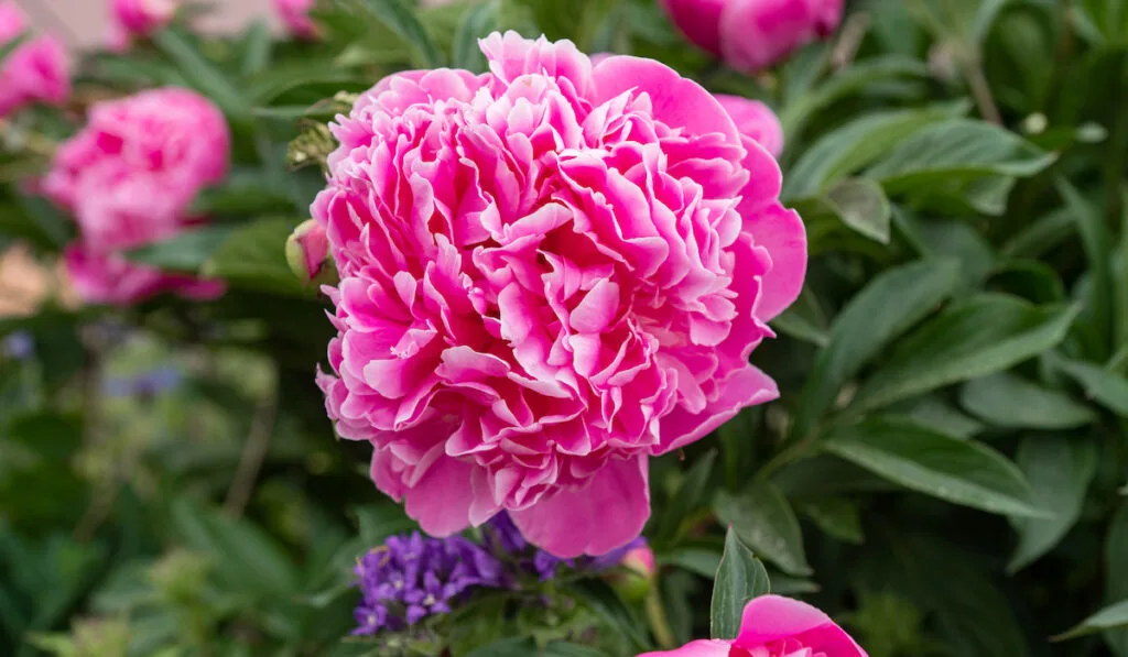 Pink peony flowers blooming on a background of pink peonies in the garden