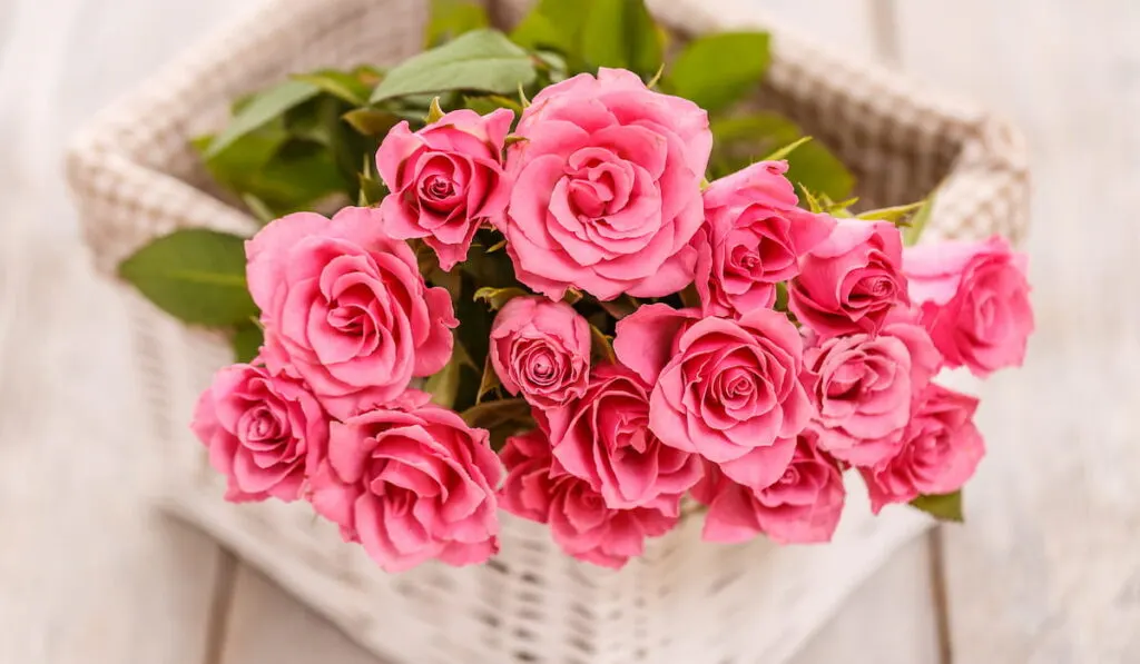 Pink roses in a rattan basket on a wooden table