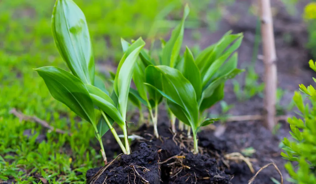 Plant lilies of the valley. Green lilies of the valley with roots. Planting plants in the garden