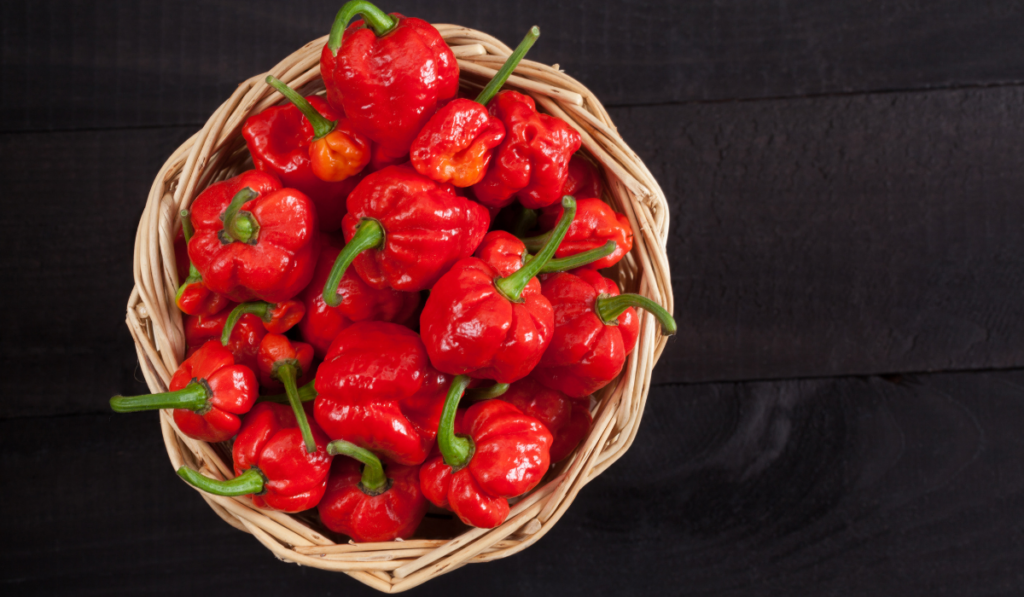 Red hot Trinidad moruga scorpion peppers in a basket on black background
